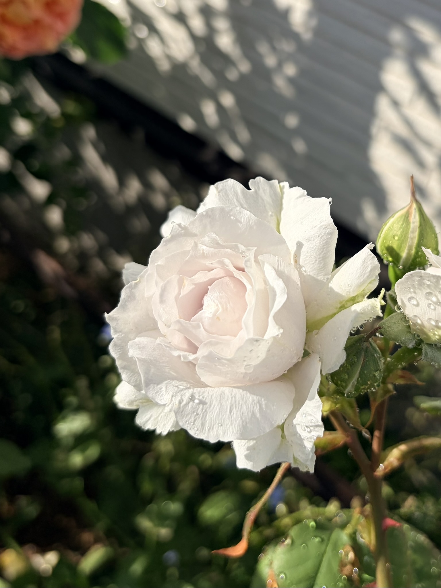 白薔薇の核に、朝の雫